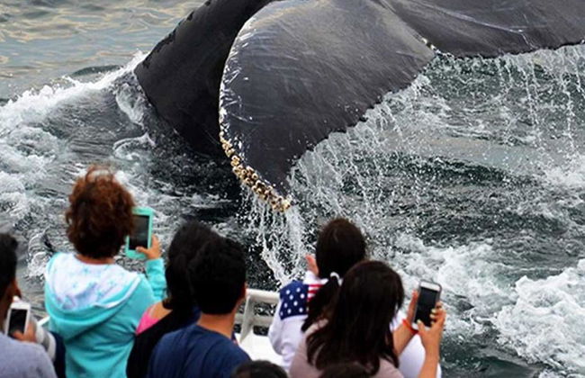 Crucero de avistamiento de ballenas del New England Aquarium - Foto 9
