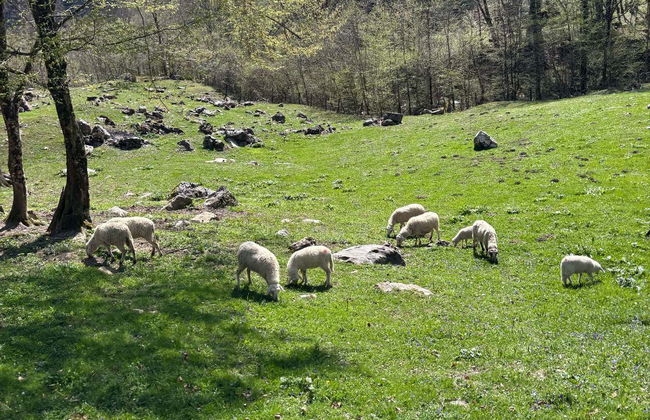 Excursion à la vallée de la Soča - Photo 7