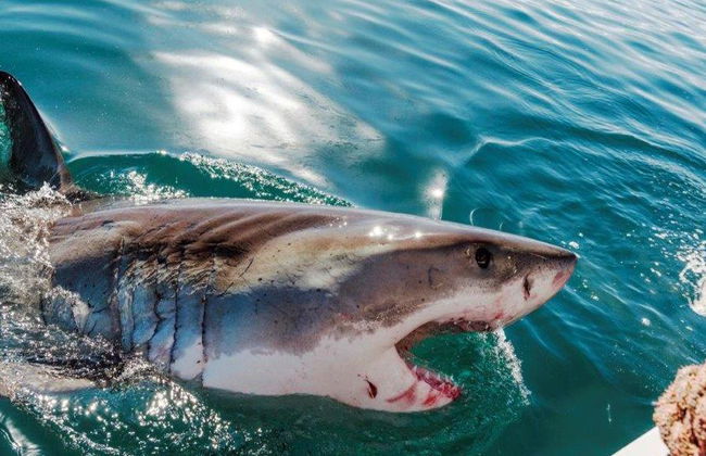 Buceo en jaula con tiburones blancos - Excursión de día completo para grupos pequeños - Foto 6