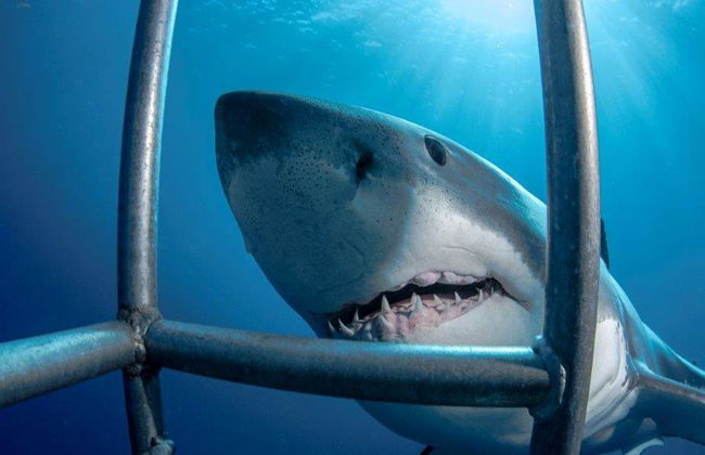 Buceo en jaula con tiburones blancos - Excursión de día completo para grupos pequeños - Foto 1