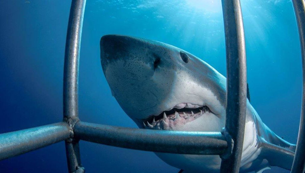 Buceo en jaula con tiburones blancos - Excursión de día completo para grupos pequeños - Foto 1