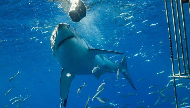 Buceo en jaula con tiburones blancos - Excursión de día completo para grupos pequeños - Foto 4