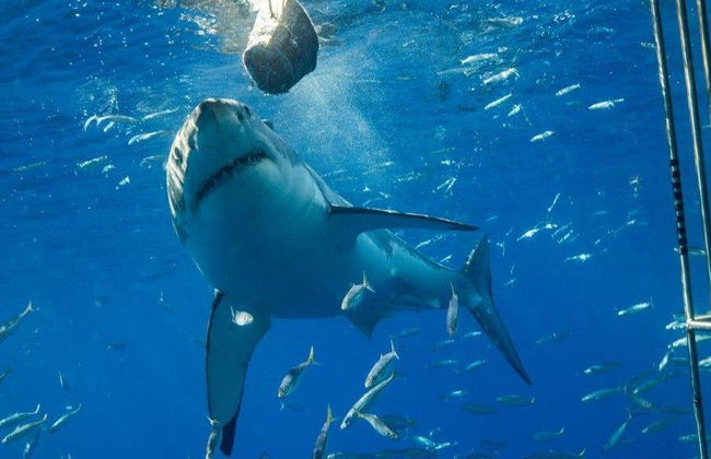 Buceo en jaula con tiburones blancos - Excursión de día completo para grupos pequeños - Foto 4