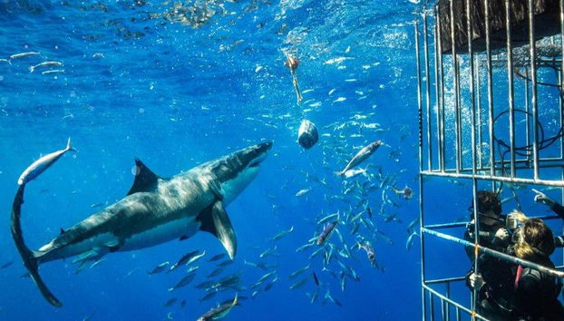 Buceo en jaula con tiburones blancos - Excursión de día completo para grupos pequeños - Foto 2