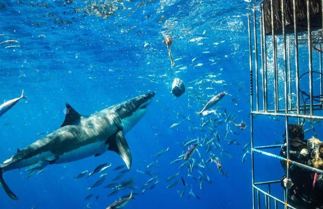 Buceo en jaula con tiburones blancos - Excursión de día completo para grupos pequeños - Foto 2
