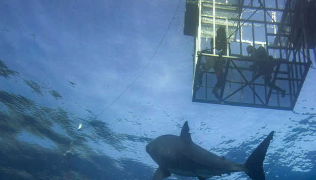 Buceo en jaula con tiburones blancos - Excursión de día completo para grupos pequeños - Foto 3