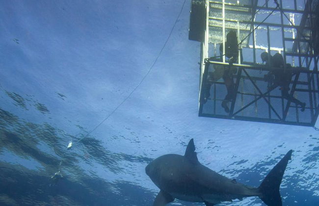 Buceo en jaula con tiburones blancos - Excursión de día completo para grupos pequeños - Foto 3