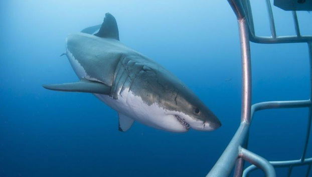Buceo en jaula con tiburones blancos - Excursión de día completo para grupos pequeños - Foto 5