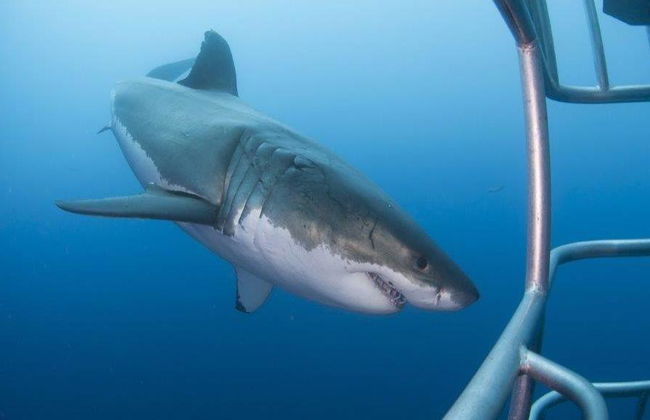Buceo en jaula con tiburones blancos - Excursión de día completo para grupos pequeños - Foto 5