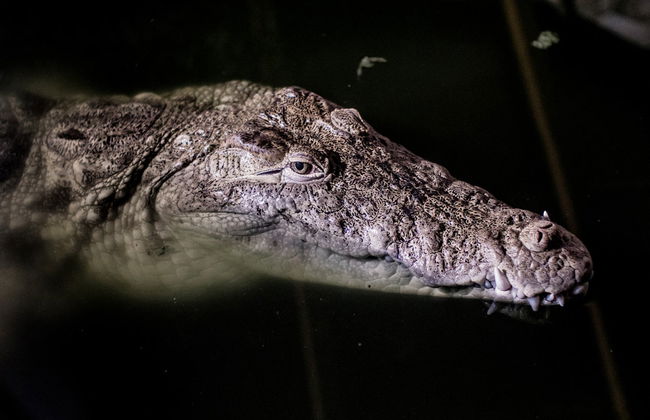 Balade en bateau dans les mangroves de nuit - Photo 2