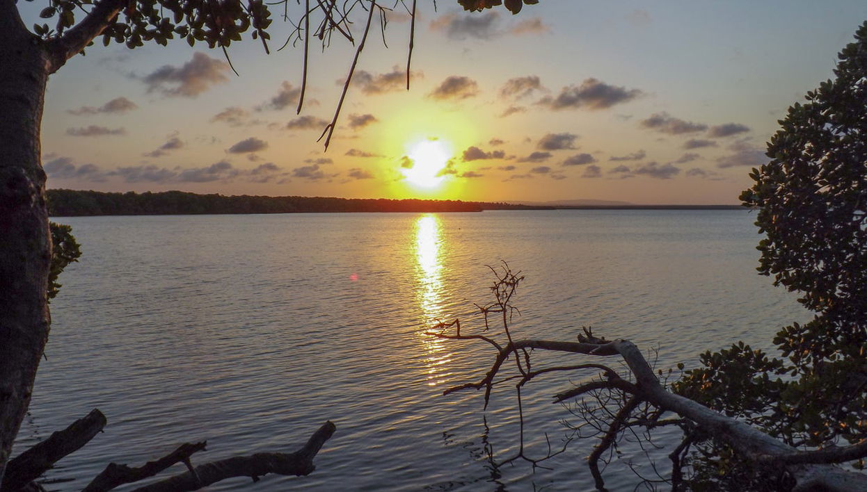 Mangroves Night Cruise - Photo 1