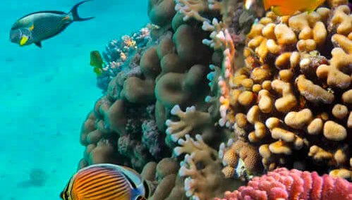 Snorkeling à Varadero - Photo 1