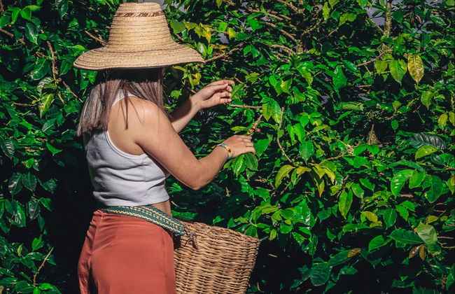 Tour del café por la finca Tierra Activa - Foto 2