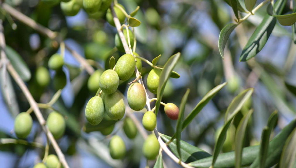 Dégustation d'huile d'olive extra vierge dans une ferme d'Ostuni - Photo 2