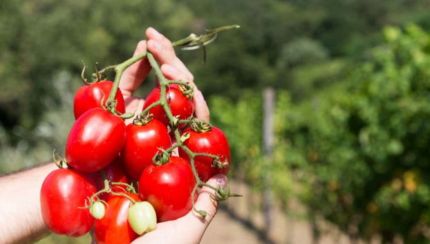 Visita a uma plantação de tomates - Foto 3
