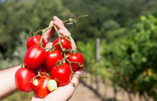 Visita a uma plantação de tomates - Foto 3