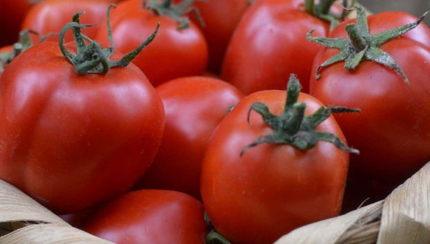 Visita a uma plantação de tomates - Foto 4
