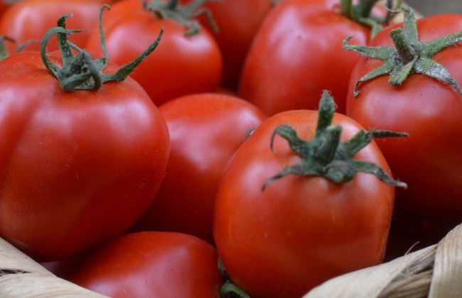 Visita a uma plantação de tomates - Foto 4