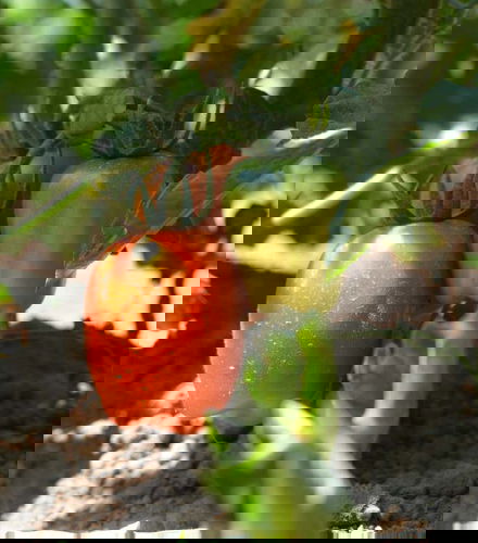 Photo - Visite d&apos;une plantation de tomates