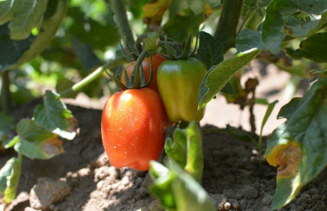 Visita a uma plantação de tomates - Foto 1