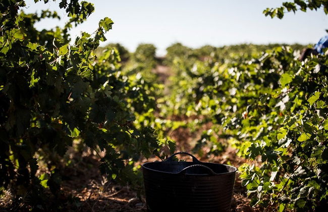 Visita a Eme Bodegas - Foto 5