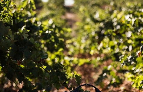 Visita a Eme Bodegas - Foto 9