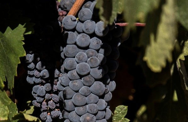 Visita a Eme Bodegas - Foto 3