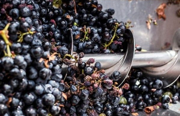 Visita a Eme Bodegas - Foto 6