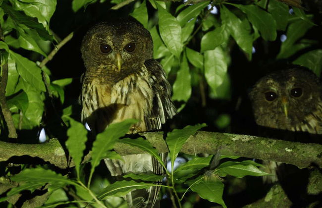 Night Hike in Oktari Monteverde - Foto 9