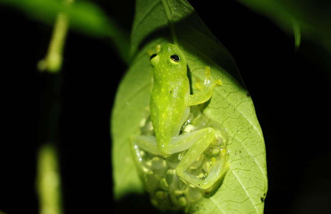 Night Hike in Oktari Monteverde - Foto 10