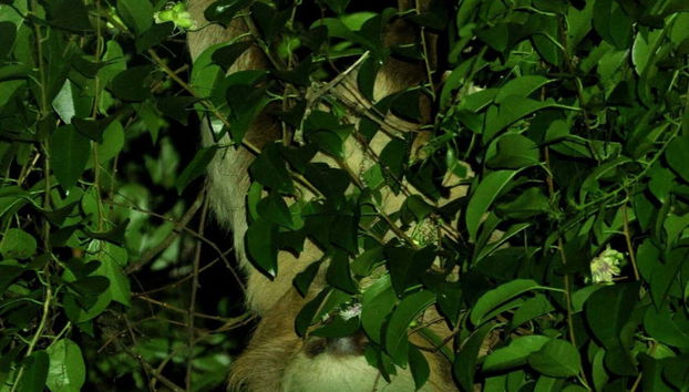 Senderismo nocturno por Oktari Monteverde - Foto 4