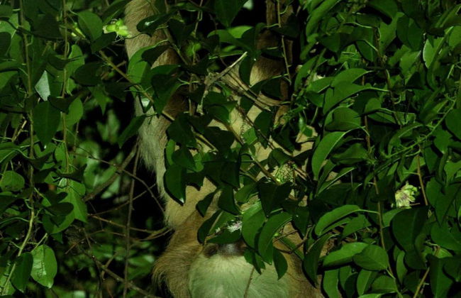 Senderismo nocturno por Oktari Monteverde - Foto 4