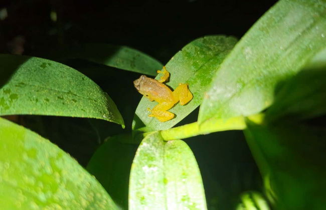 Senderismo nocturno por Oktari Monteverde - Foto 8