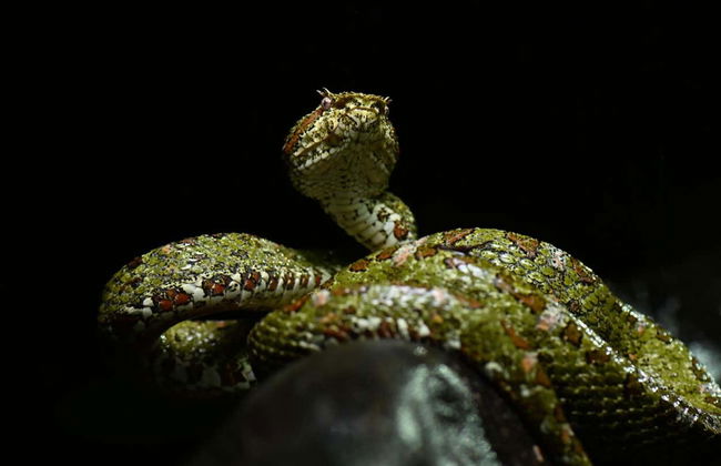 Senderismo nocturno por Oktari Monteverde - Foto 1