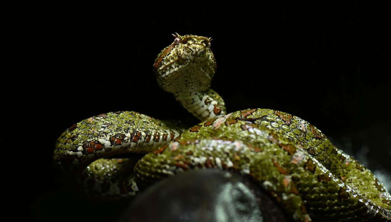 Senderismo nocturno por Oktari Monteverde - Foto 1