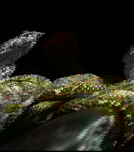 Foto de Senderismo nocturno por Oktari Monteverde