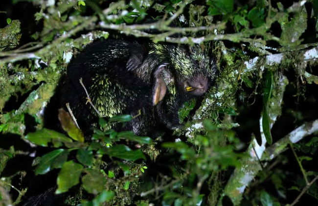 Senderismo nocturno por Oktari Monteverde - Foto 6