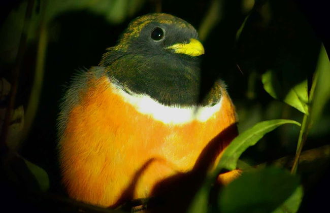Senderismo nocturno por Oktari Monteverde - Foto 7