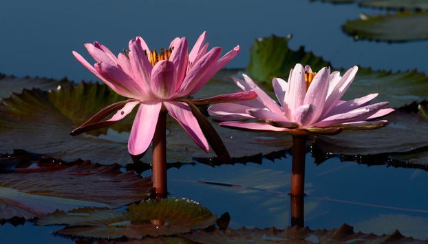 Day Trip to Villa Rica & the Oconal Lagoon - Foto 2