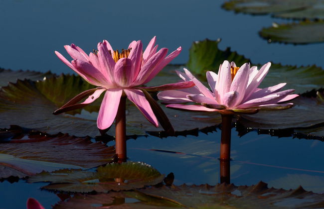 Excursión a Villa Rica y laguna El Oconal - Foto 2