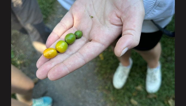 Boquete Coffee Tour - Foto 5