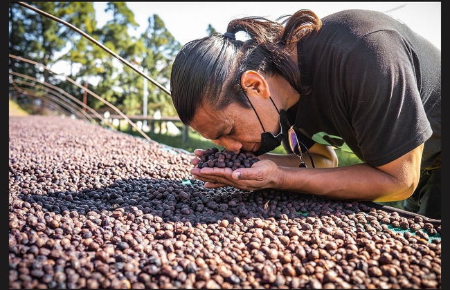 Boquete Coffee Tour - Foto 1