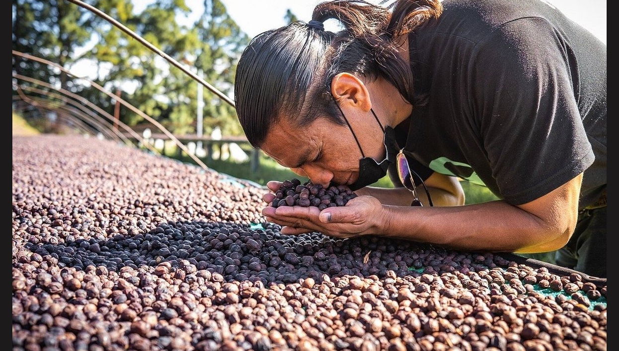 Boquete Coffee Tour - Foto 1