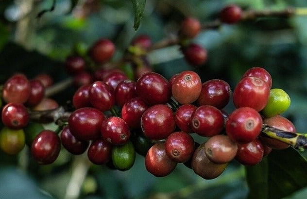 Boquete Coffee Tour - Foto 8