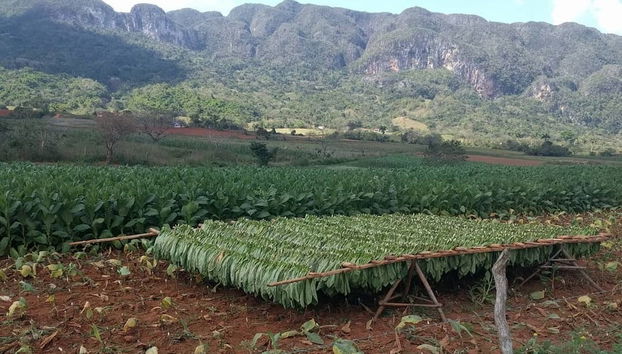 Tour del tabaco por Viñales - Foto 3
