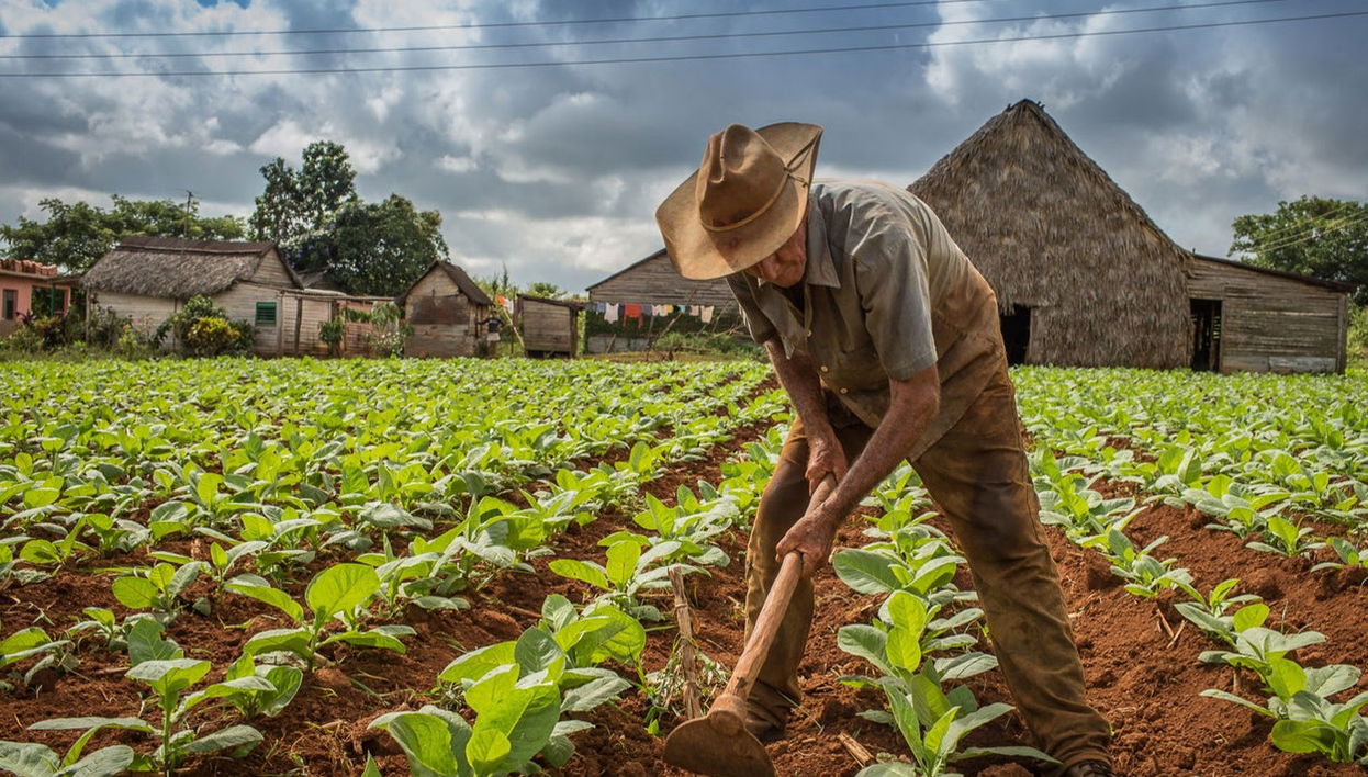 Tour del tabaco por Viñales - Foto 1