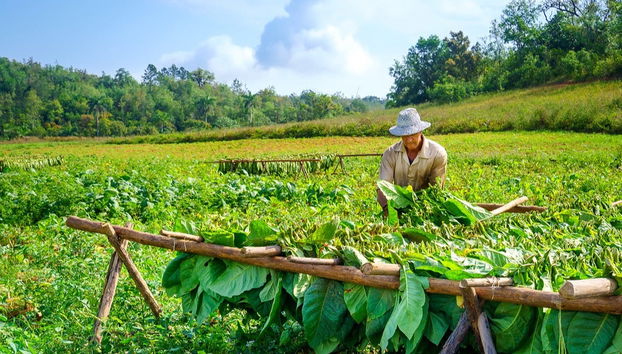 Tour del tabaco por Viñales - Foto 2
