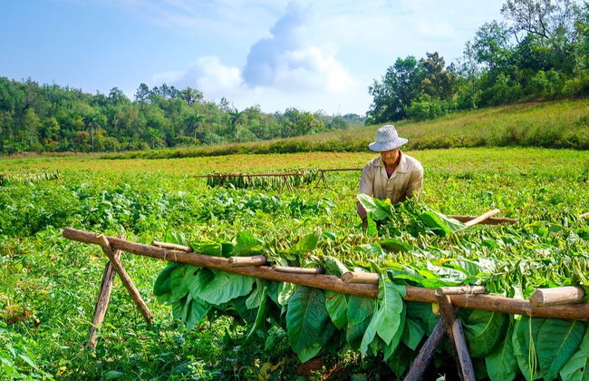 Viñales Tobacco Tour - Foto 2
