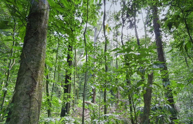 Horseback Riding in the Jungle - Photo 1