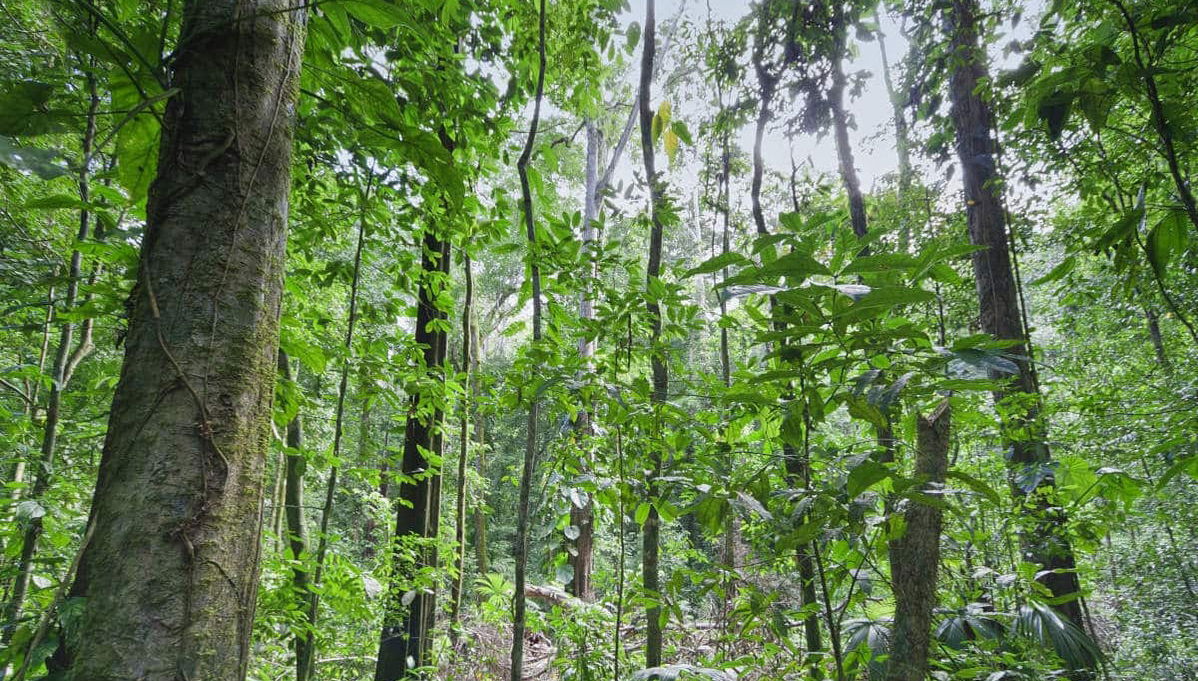 Horseback Riding in the Jungle - Photo 1